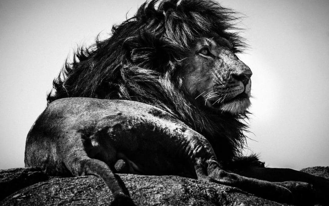 Félins, noir sur blanc