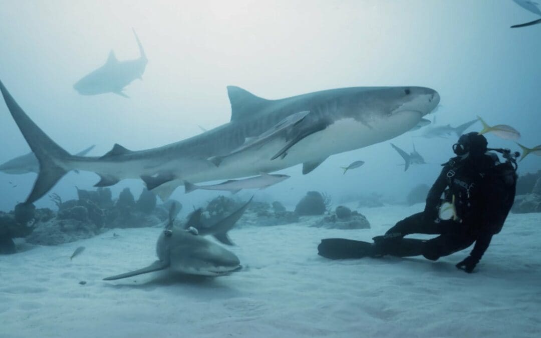 Objectif wild : vivre avec les requins