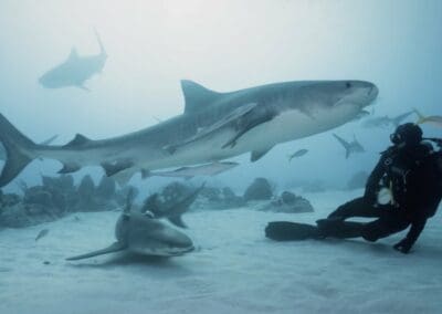Objectif wild : vivre avec les requins