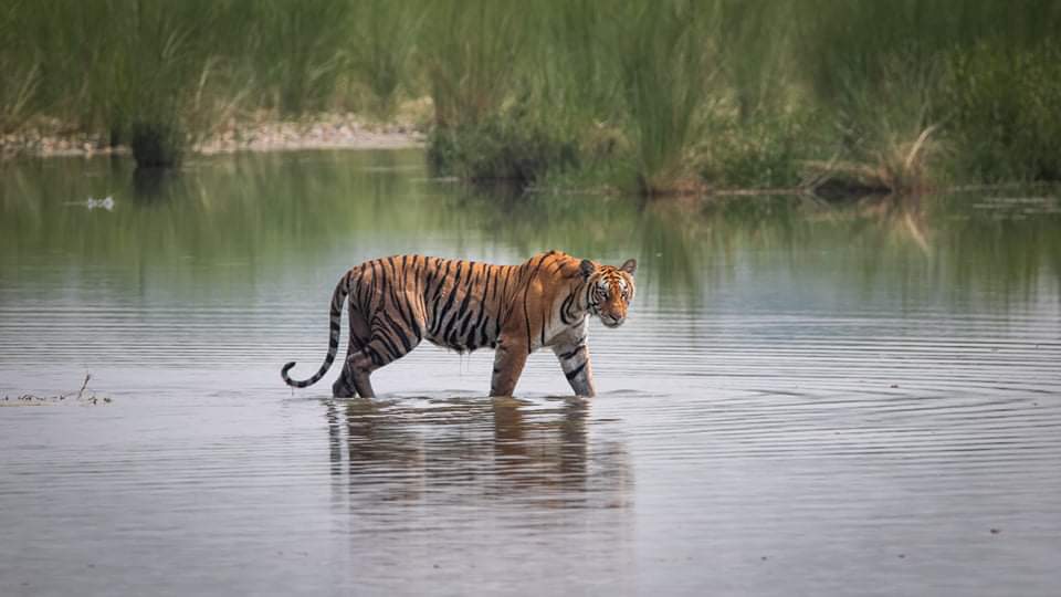 Bardiya, le prix du feu