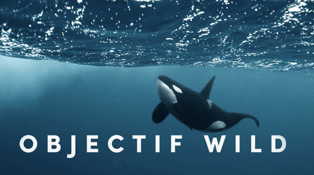 Objectif Wild face à face avec les orques