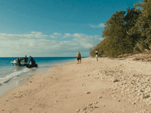 Wildlive Expeditions